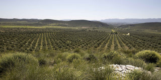 ORO DEL DESIERTO
