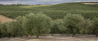 CASAS DE HUALDO
